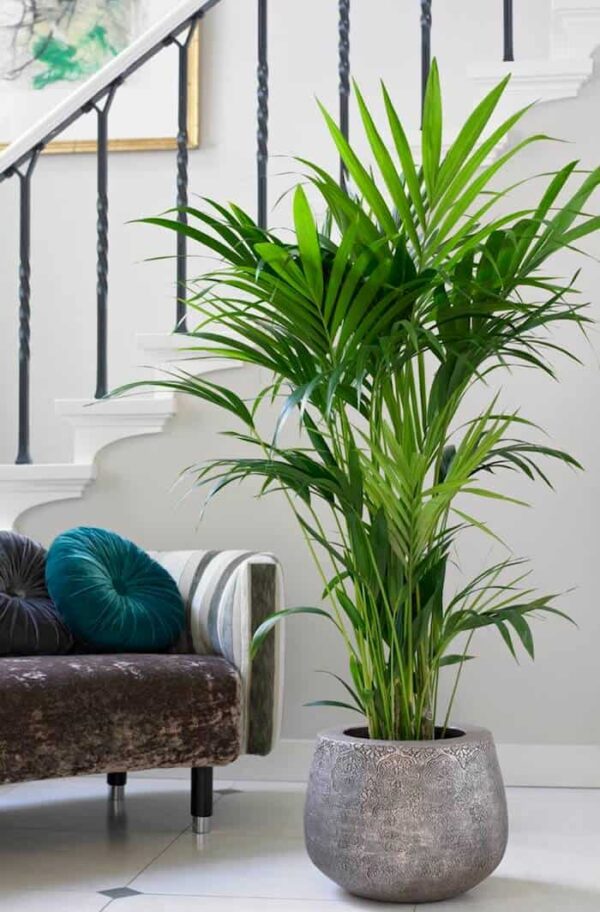 Kentia Palm
