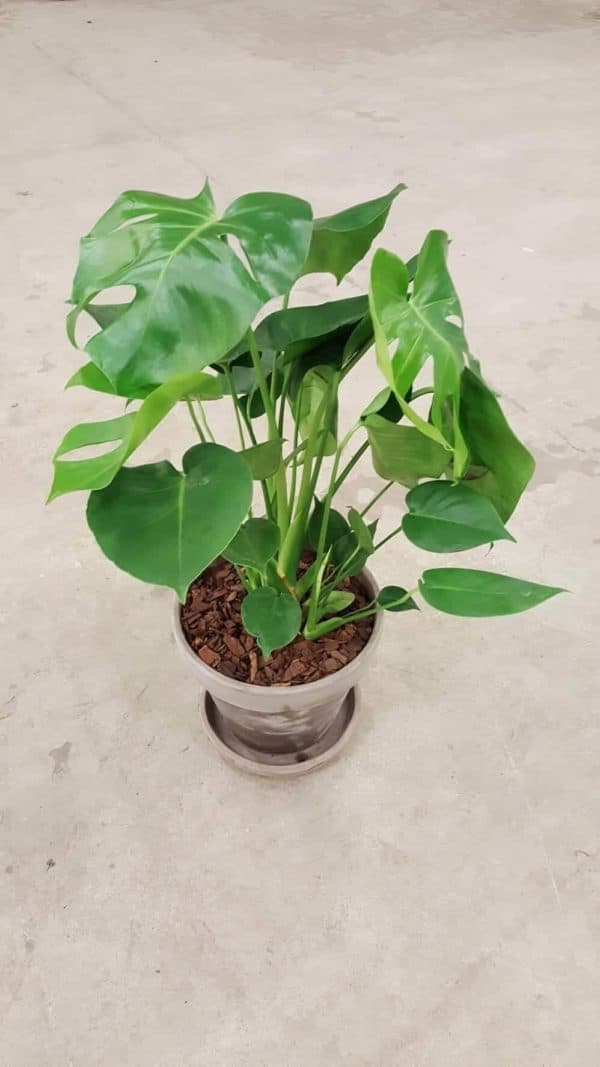 Monstera