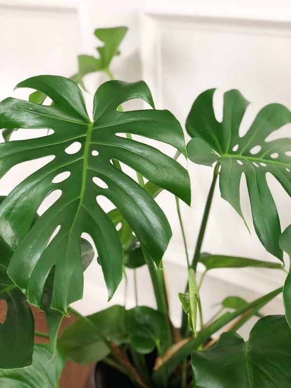 Monstera - Image 5