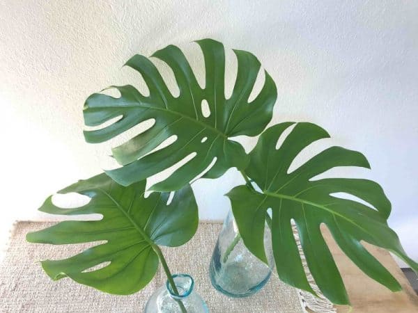 MONSTERA