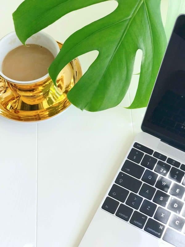 MONSTERA