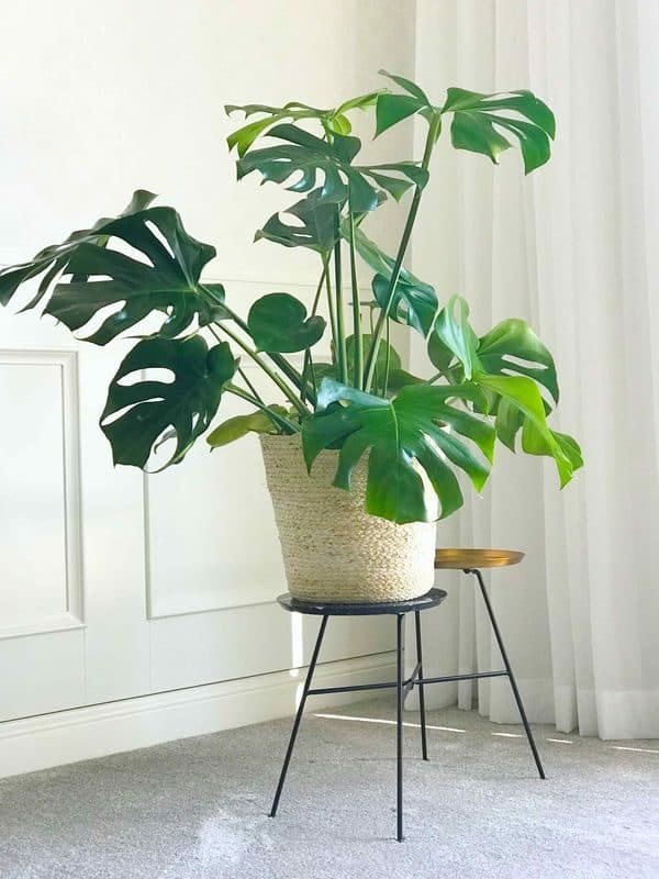 MONSTERA