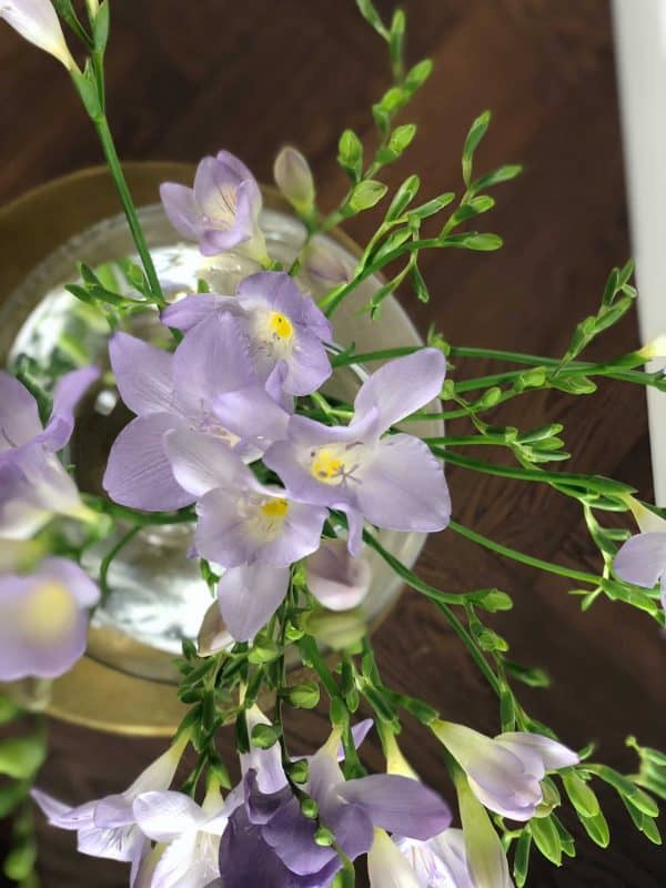 freesia-lilla