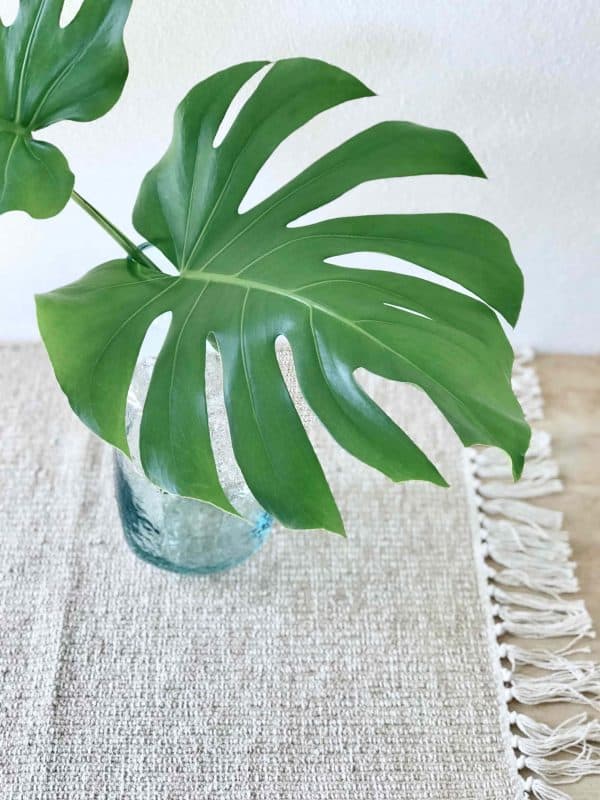 Monstera
