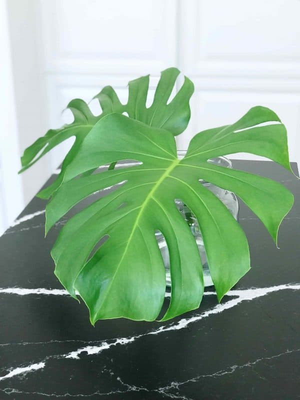 Monstera