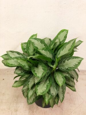 Aglaoneema