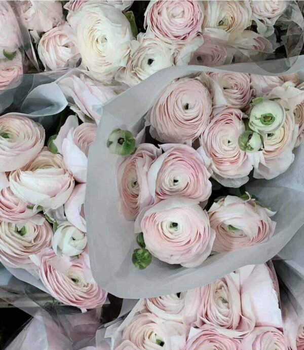 Ranunculus