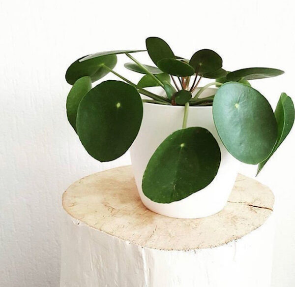Pilea