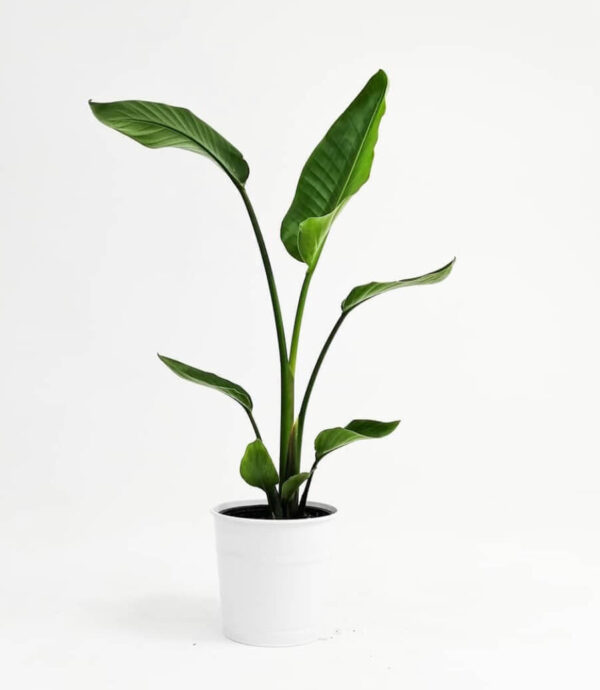 streliitsia