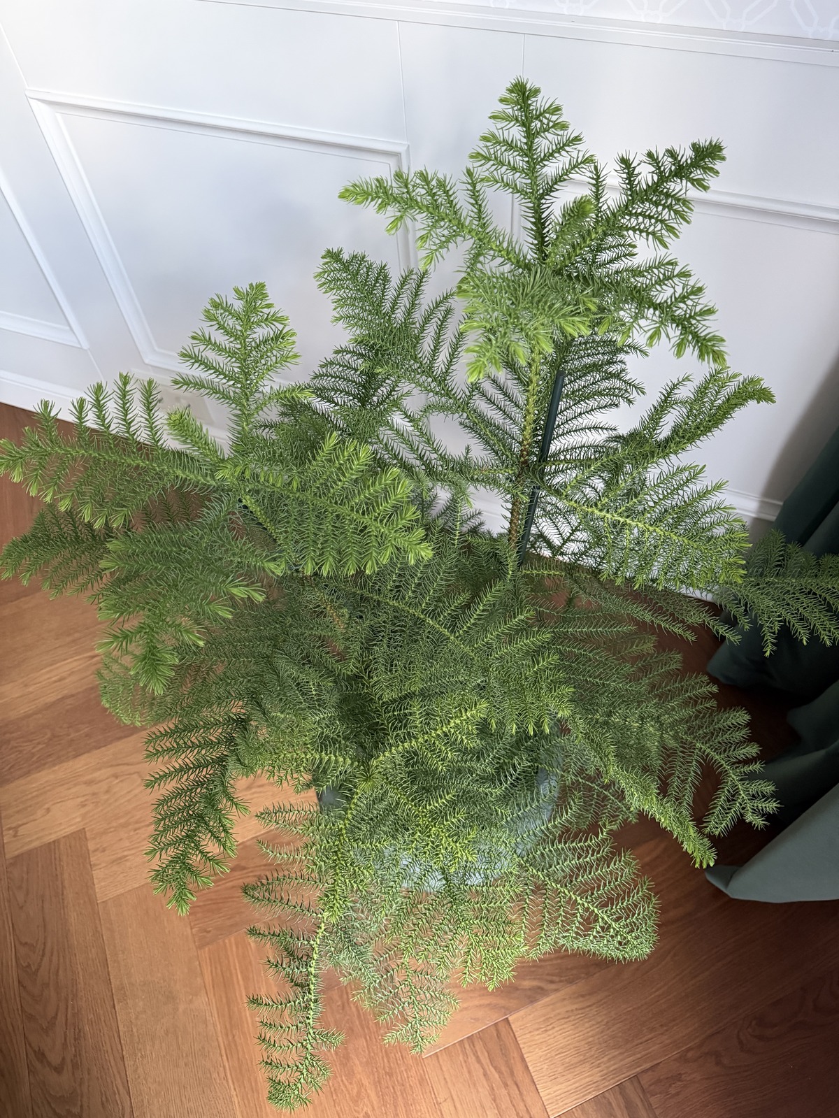 Araukaaria (Araucaria) 4 Araukaaria ehk Araucaria