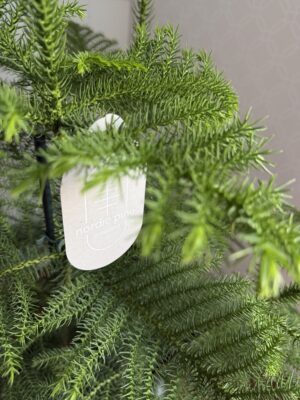 Araucaria